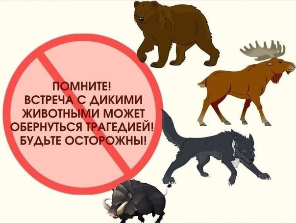 Правила поведения при встрече с дикими животными: как избежать трагедии.